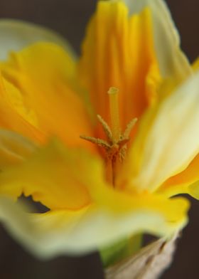 detail photography of a daffodil