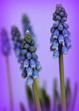 Beautiful Blue The very beautiful and delicate Muscari ... 