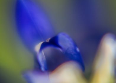 Texas Bluebonnets 2