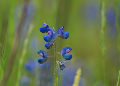 Texas Bluebonnets 1