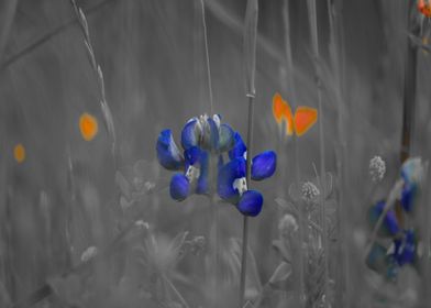 Texas Bluebonnets 6