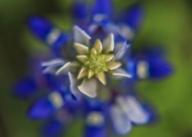 Texas Bluebonnets 4