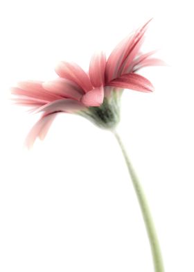 Gerbera in High Key