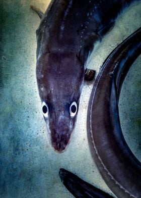 eel