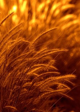 The Daylight Fades Golden grass absorbing the last of t ... 