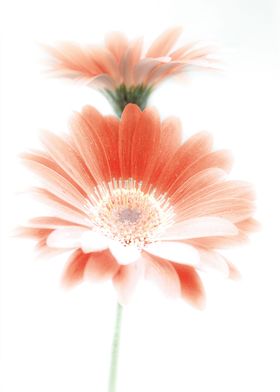 Minimalistic Gerberas