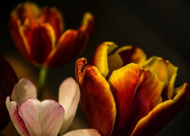 Three Tulips. ©Valerie Rosen.
