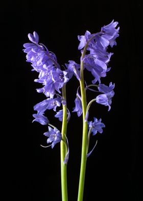Bluebells from the Bluebell wood I created