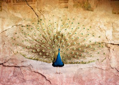 Peacock bird textured background, colored digitally alt ... 