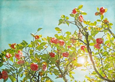 Pink Camellia japonica Blossoms and Sun in Blue Sky