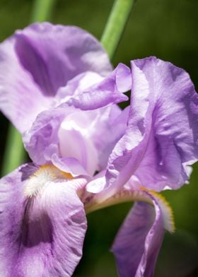 Springtime Iris