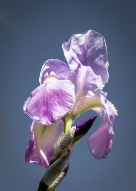 An iris blooms in the spring