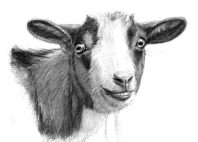 Curious Goat sk098