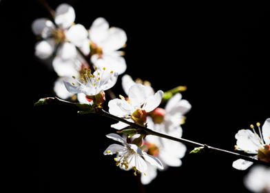 Japanese Apricot Flowers