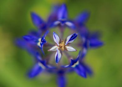 Bluebonnet 5