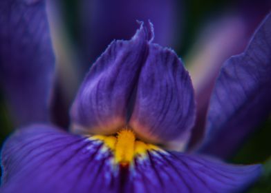 Purple Irises 1