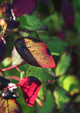 Dewy Colorful Autumn Leaf