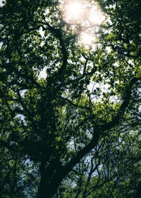 sunshine through the trees