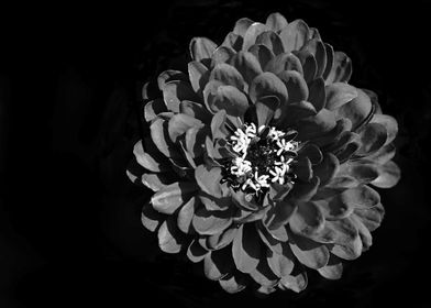 Black and White Chrysanthymum Blossom