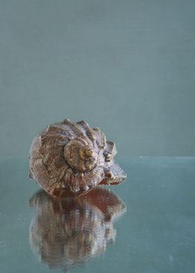 Shell on a mirror