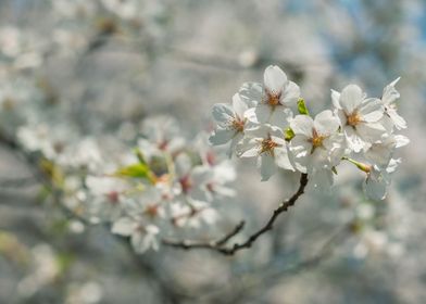 Cherry Blossoms. Toronto, Ontario, Canada. ©Valerie Ros ... 
