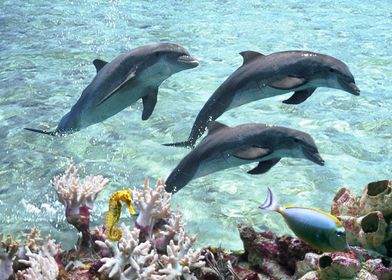 Coral Reef and Dolphins