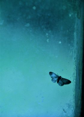 Blue moth on the window. Guatemala City, Guatemala. ©20 ... 