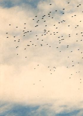 Starlings and Sky iv