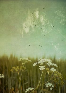 Common Yarrow in front of a field of barley - texturize ... 