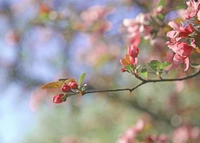 Pink Apple Blossoms with Green Leaves and Blue Sky