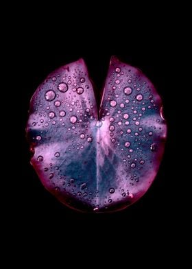 purple lily pad XI