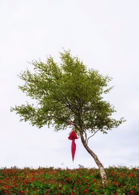 red umbrella hanging from a tree