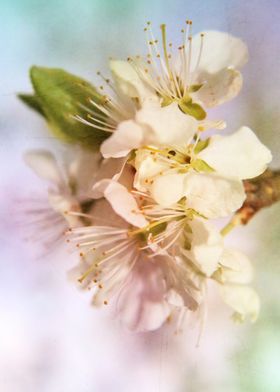 detail photography of apple blossoms