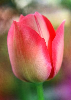 detail photography of a single tulip