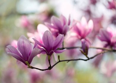Blooming magnolia flowers