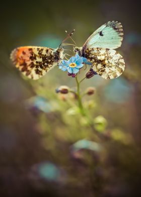 Two butterflies sitting on forget-me-not flower