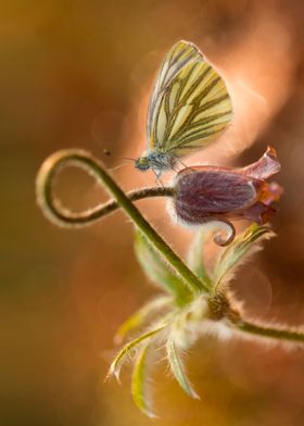 Macro impression with small butterfly and pasque flower ... 