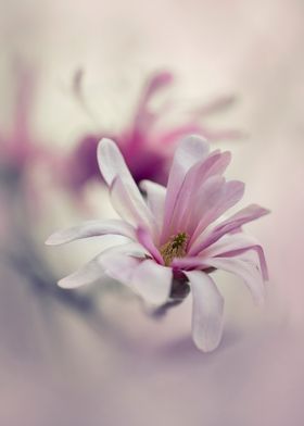 White and pink magnolia