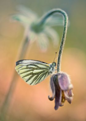 Small butterfly resting