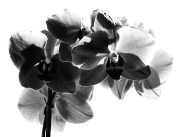 Orchid in black