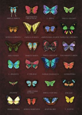 Butterflies Collage on Dark Cardboard