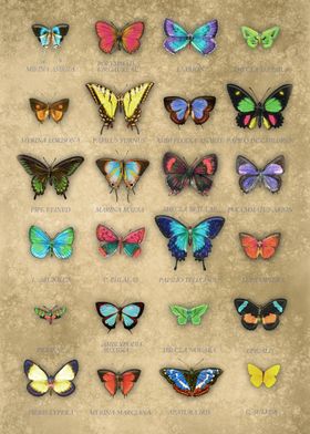 Butterflies Collage on Light Cardboard