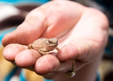 A toad in hand
