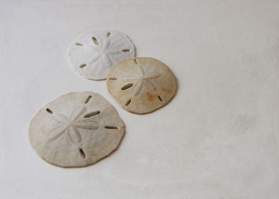 Sand Dollar Still Life - beach cottage art, neutral hom ... 