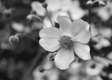 Black and White Japanese Anenome Flowers