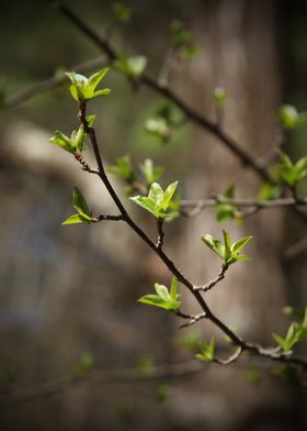 Green and Brown Spring Branch in Dark Forest