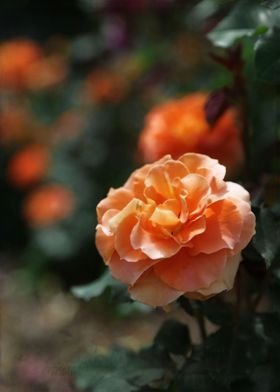 Coral Orange Red Roses with Dark Teal Blue Green