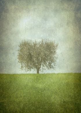 The Lone Olive Tree