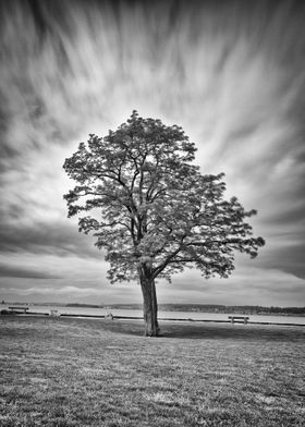 Storm tree