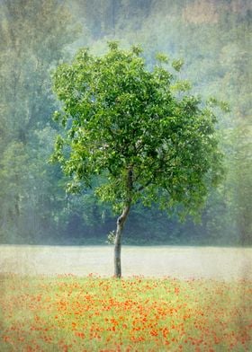 Tree in Poppy Field